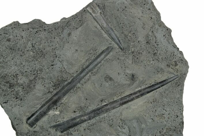 Plate of Jurassic Belemnite (Youngibelus) Rostrums - Germany #354208